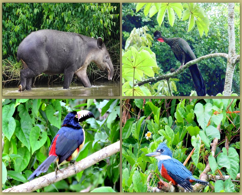 Fauna en Chiapas